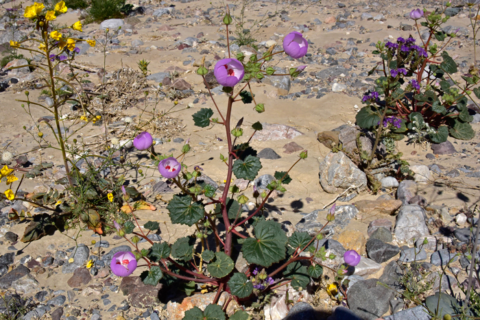 Desert Fivespot is a dramatic looking plant with bright green leaves, coarsely crenate and with long mostly simple hairs. This plant grows up to 2 feet or so. (Showy plant in background with yellow flowers is Yellow Cups, Chylismia brevipes). Eremalche rotundifolia 